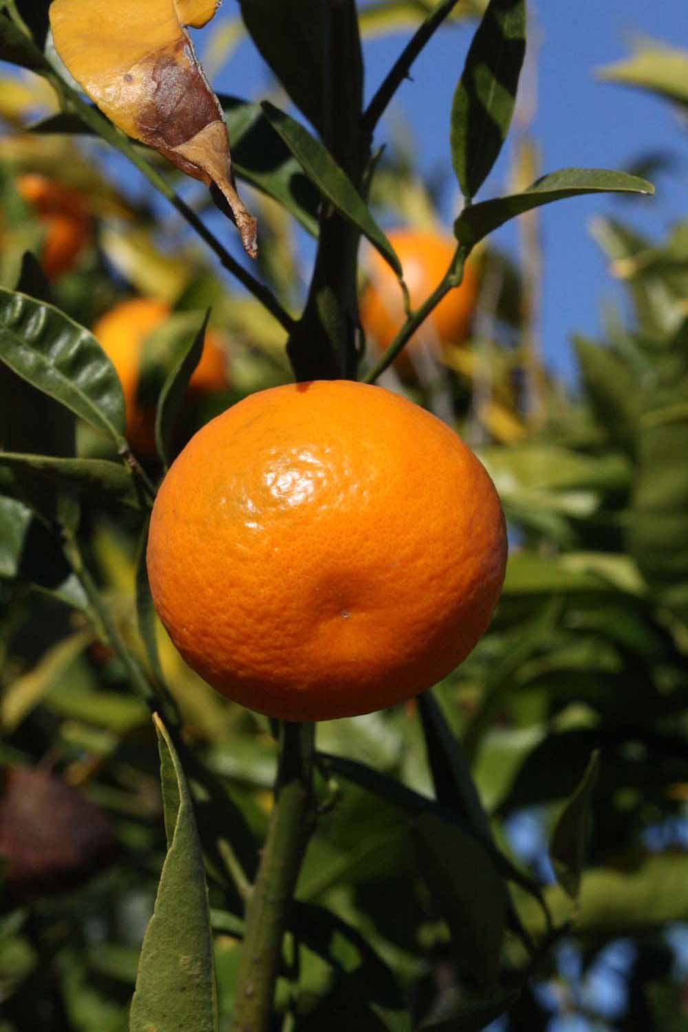               Fruit (Riverside, CA)       